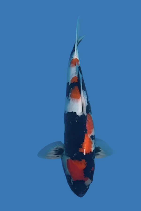 Omosaka Showa (with Certificate) - 58cm