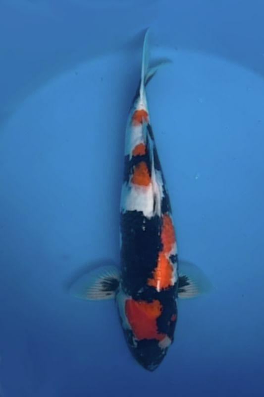 Omosaka Showa (with Certificate) - 58cm