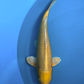 Yamabuki - 40cm