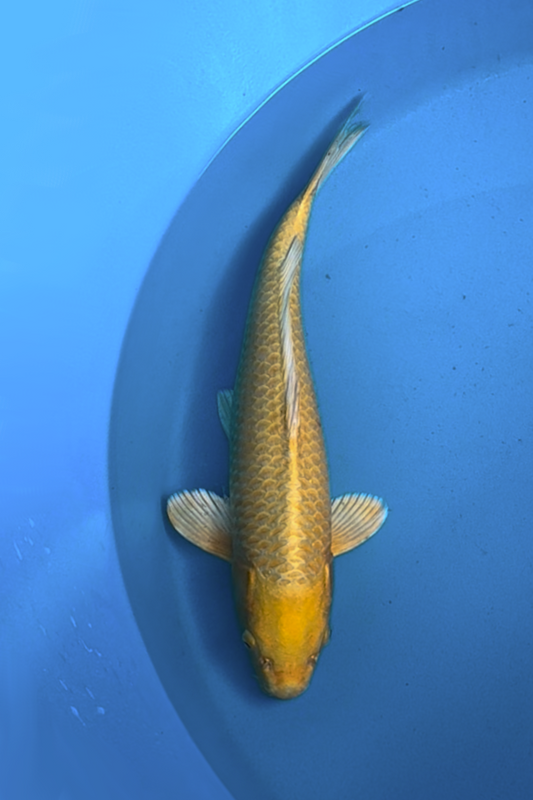 Yamabuki - 40cm