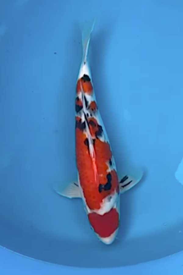 Otsuka Maruten Sanke - 35cm