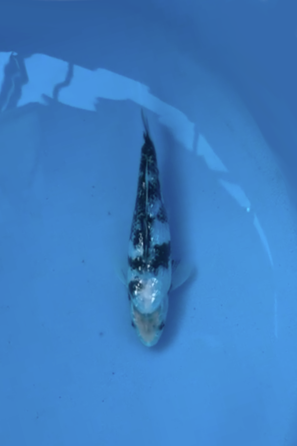 Gin Rin Shiro Utsuri - 20cm