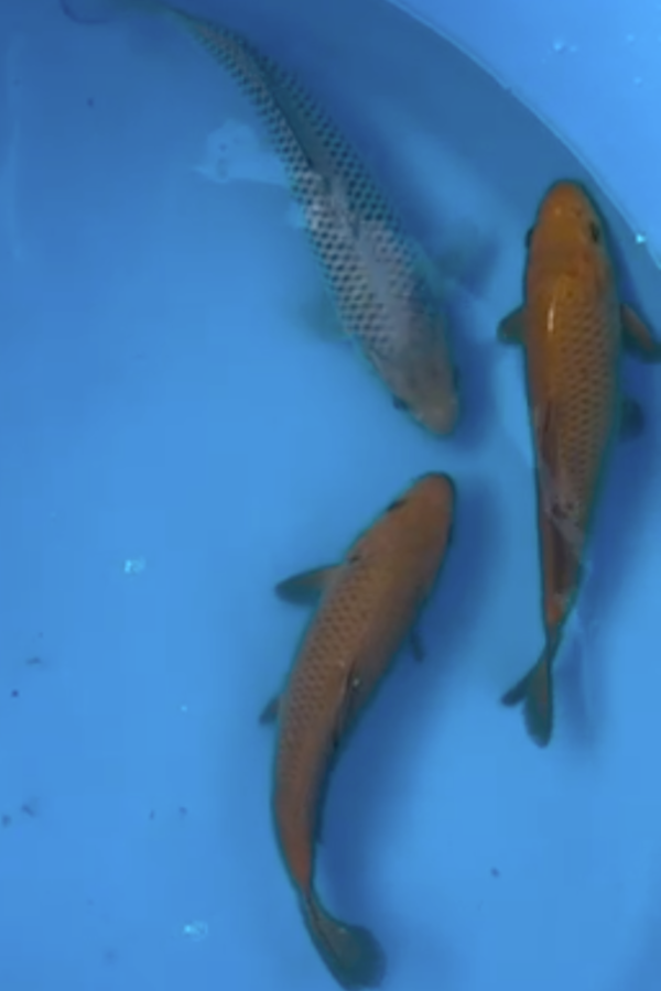 Saragoi and Chagoi mix - 20-25cm