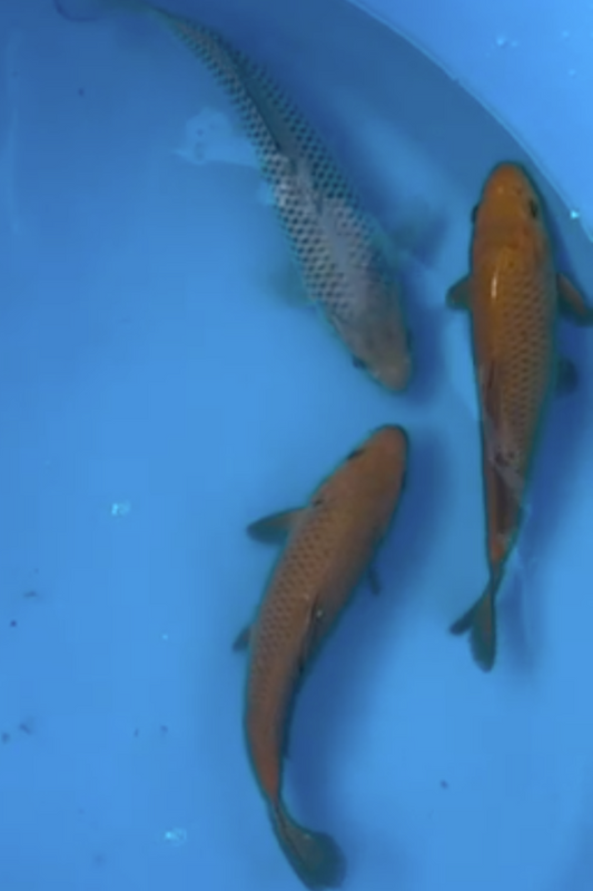 Saragoi and Chagoi mix - 20-25cm