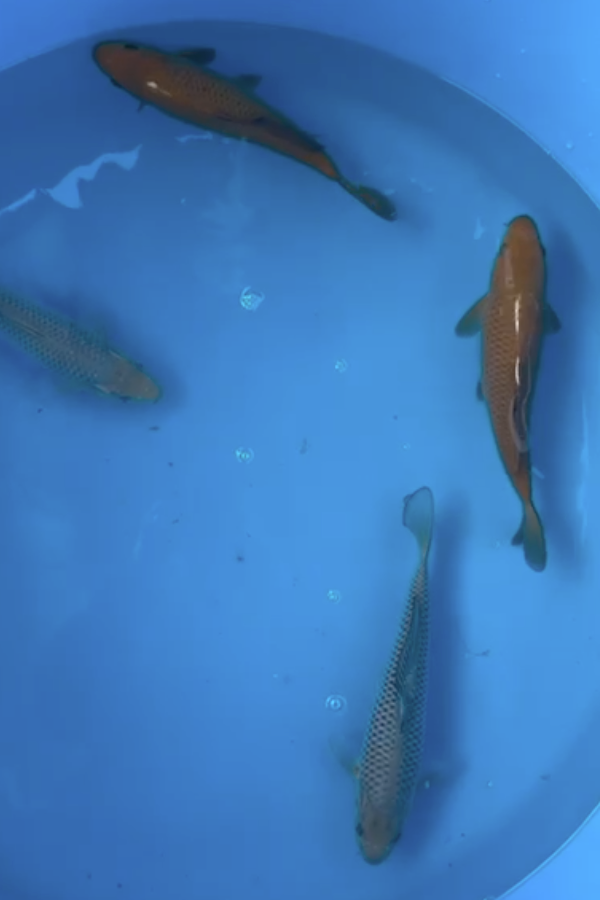 Saragoi and Chagoi mix - 20-25cm