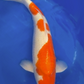 Kohaku - 55cm