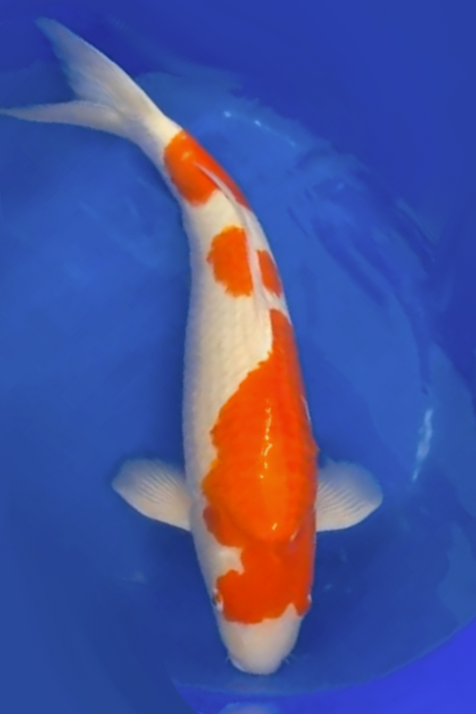 Kohaku - 55cm