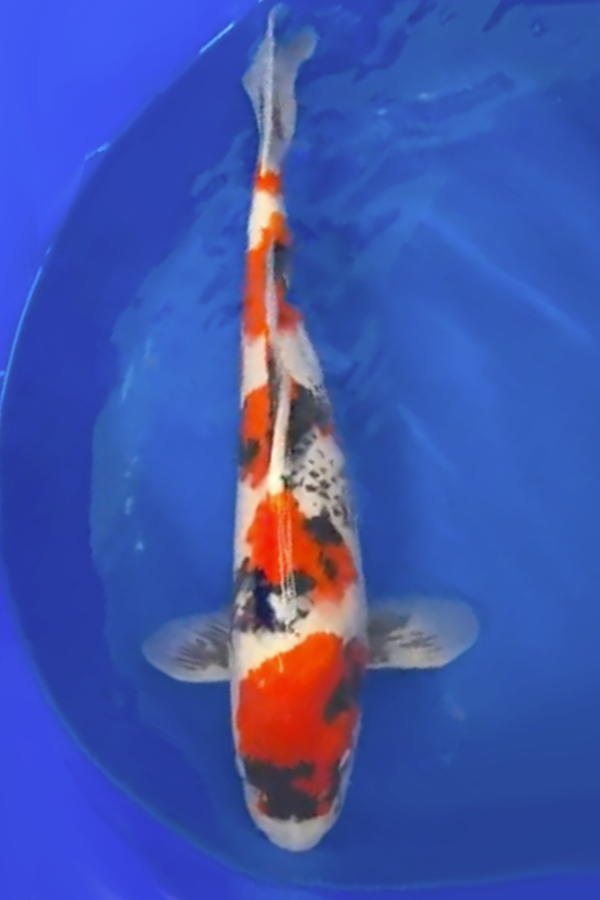 Showa - 55cm