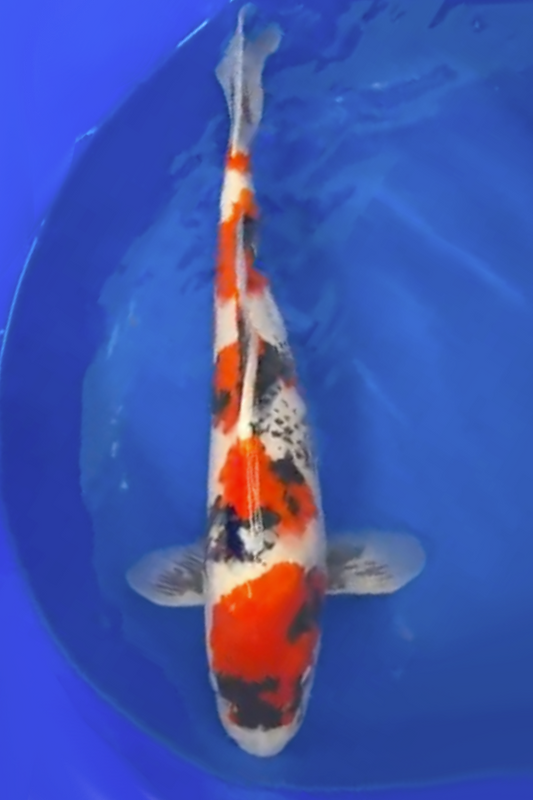 Showa - 55cm