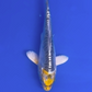 Yellow Dragons - 10-14cm