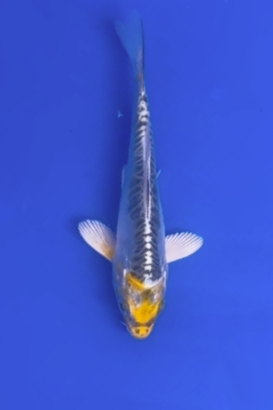Yellow Dragons - 10-14cm