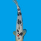Maruten Sanke - 35cm