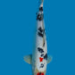 Maruten Sanke - 35cm