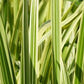 Glyceria Maxima Variegata