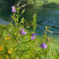 Mimulus Ringens