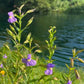 Mimulus Ringens