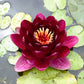Nymphaea Black Princess Water Lily