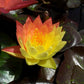 Nymphaea Wanvisa Water Lily
