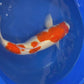 Kohaku - 55cm