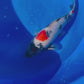 Omosaka Jumbo Tosai Showa - 32cm