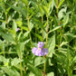 Mimulus Ringens