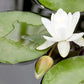 Nymphaea Marliacea Albida Water Lily