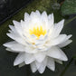 Nymphaea Gonnere Water Lily