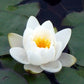 Nymphaea Albatross Water Lily