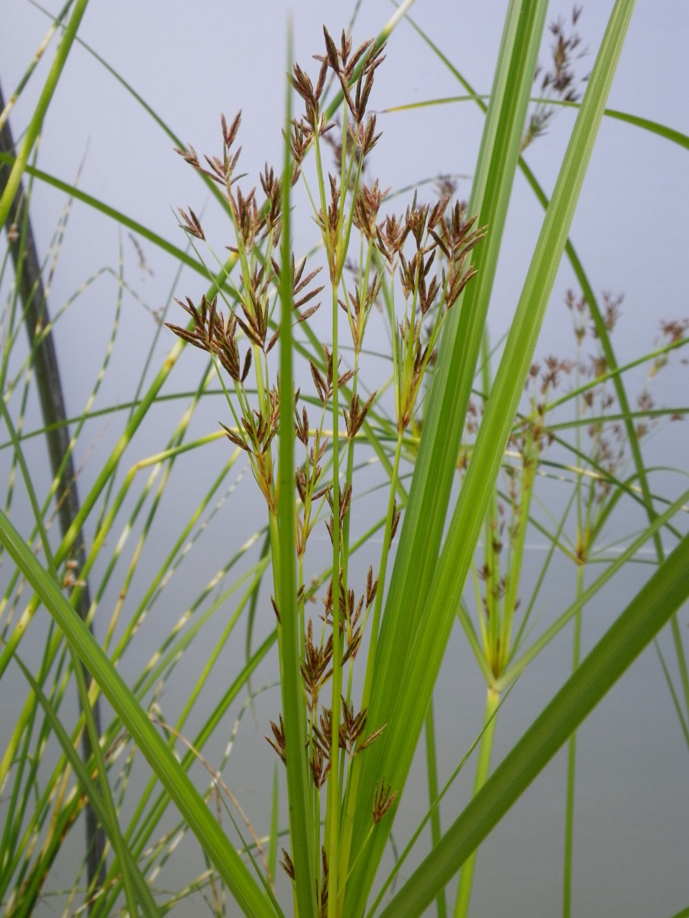 Cyperus longus