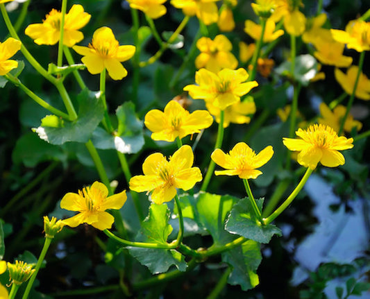 Caltha palustris