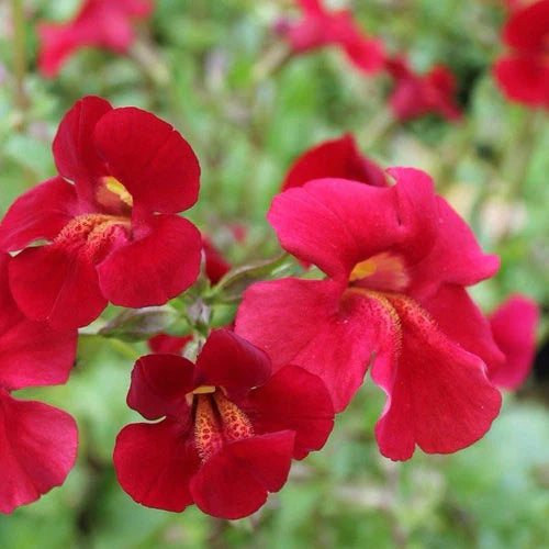 Mimulus cupreus 'Red Emperor'