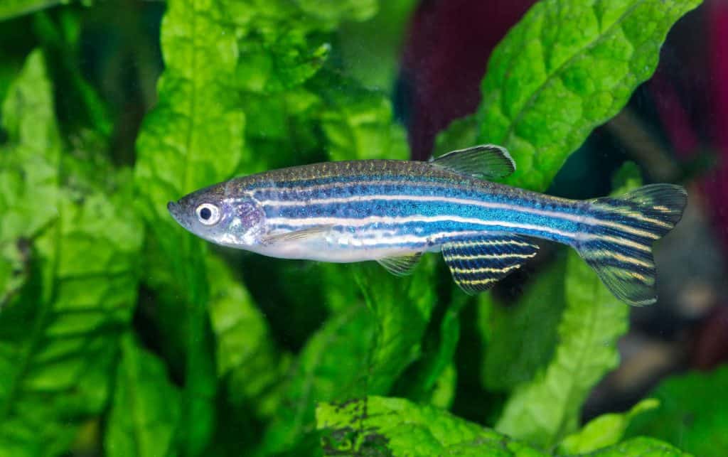 Zebra Danio