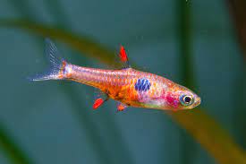 Strawberry Rasbora