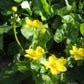 Caltha palustris