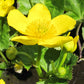 Caltha palustris