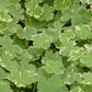 Hydrocotyle sibthorpioides variegata