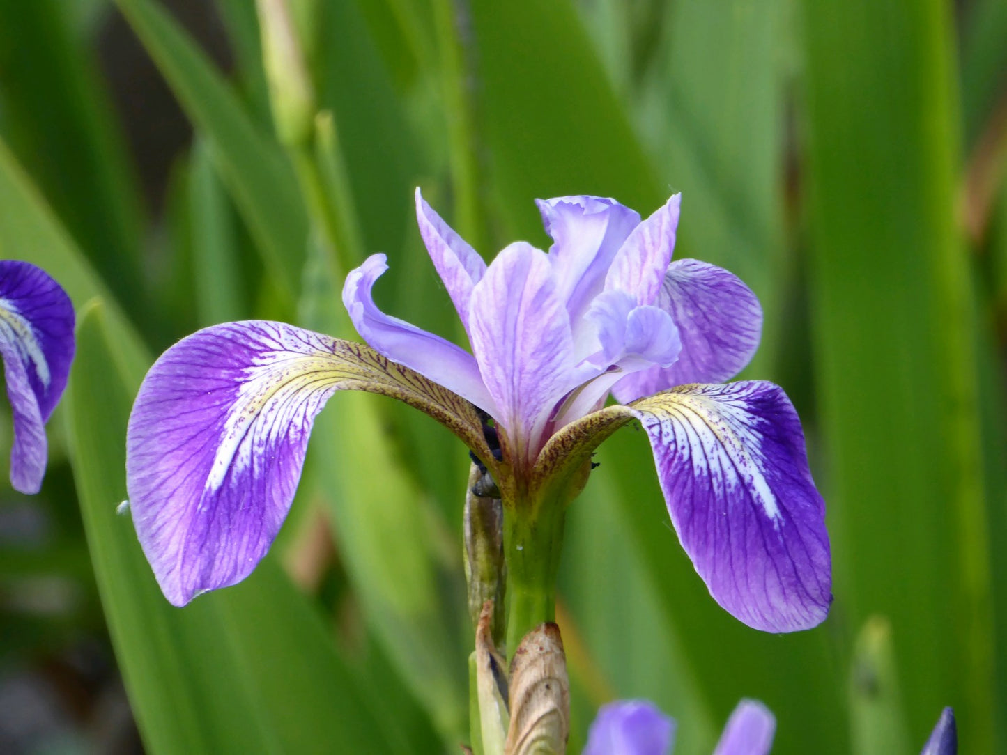 Iris versicolor