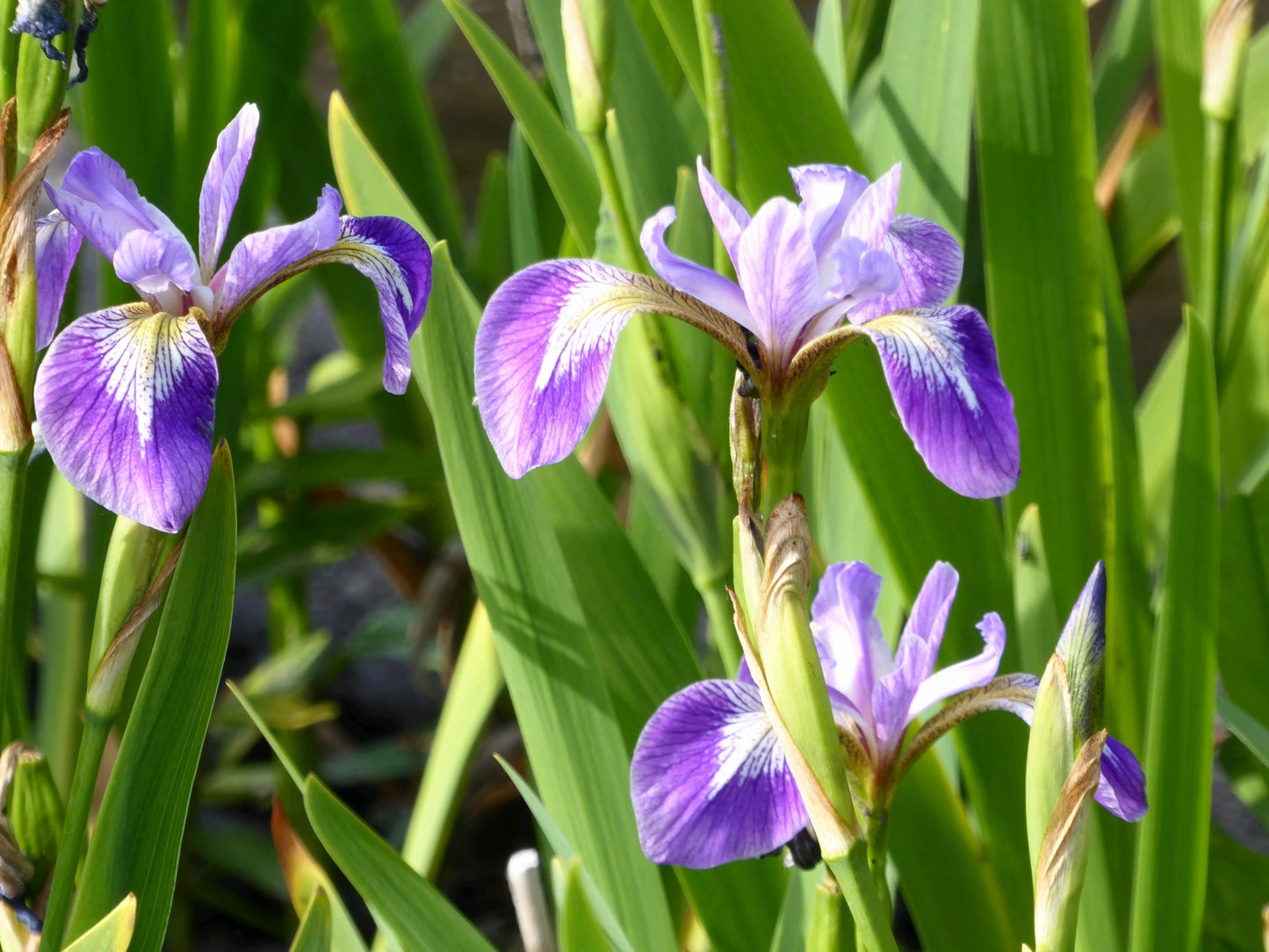 Iris versicolor