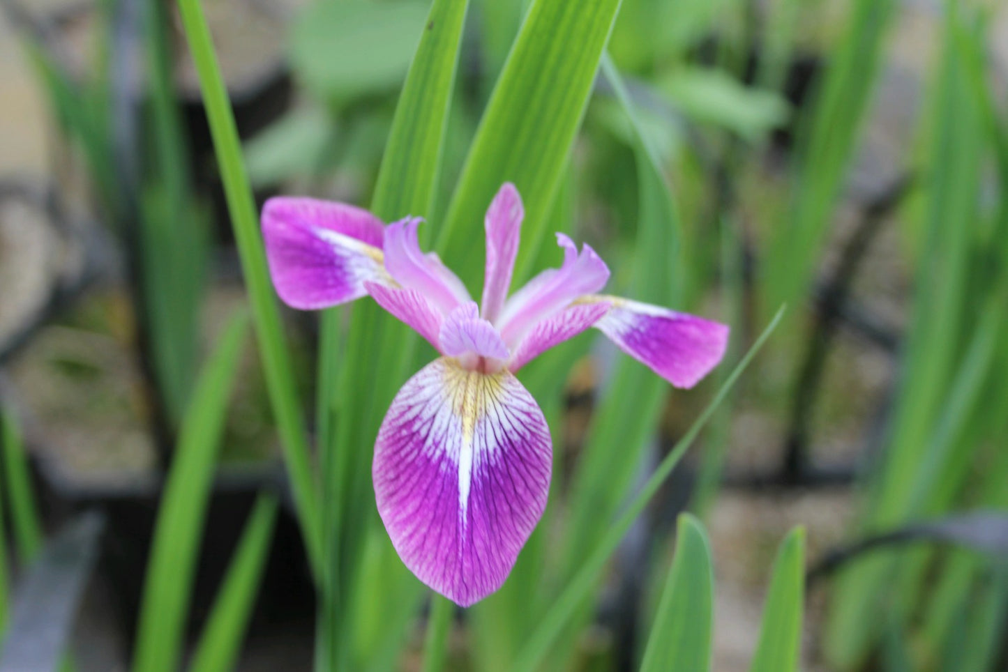 Iris versicolor