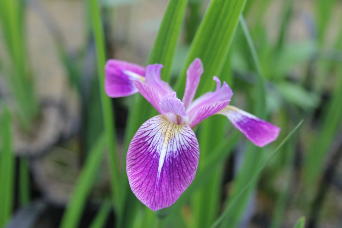 Iris versicolor