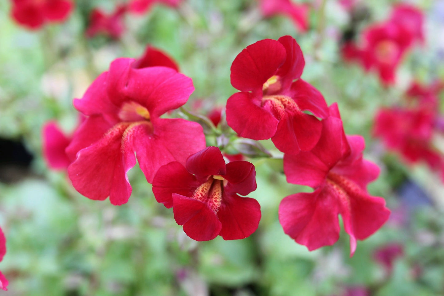 Mimulus cupreus 'Red Emperor'