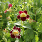 Mimulus luteus 'Queen's Prize'