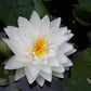 Nymphaea Gonnere Water Lily