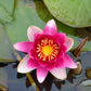 Nymphaea James Brydon Water Lily