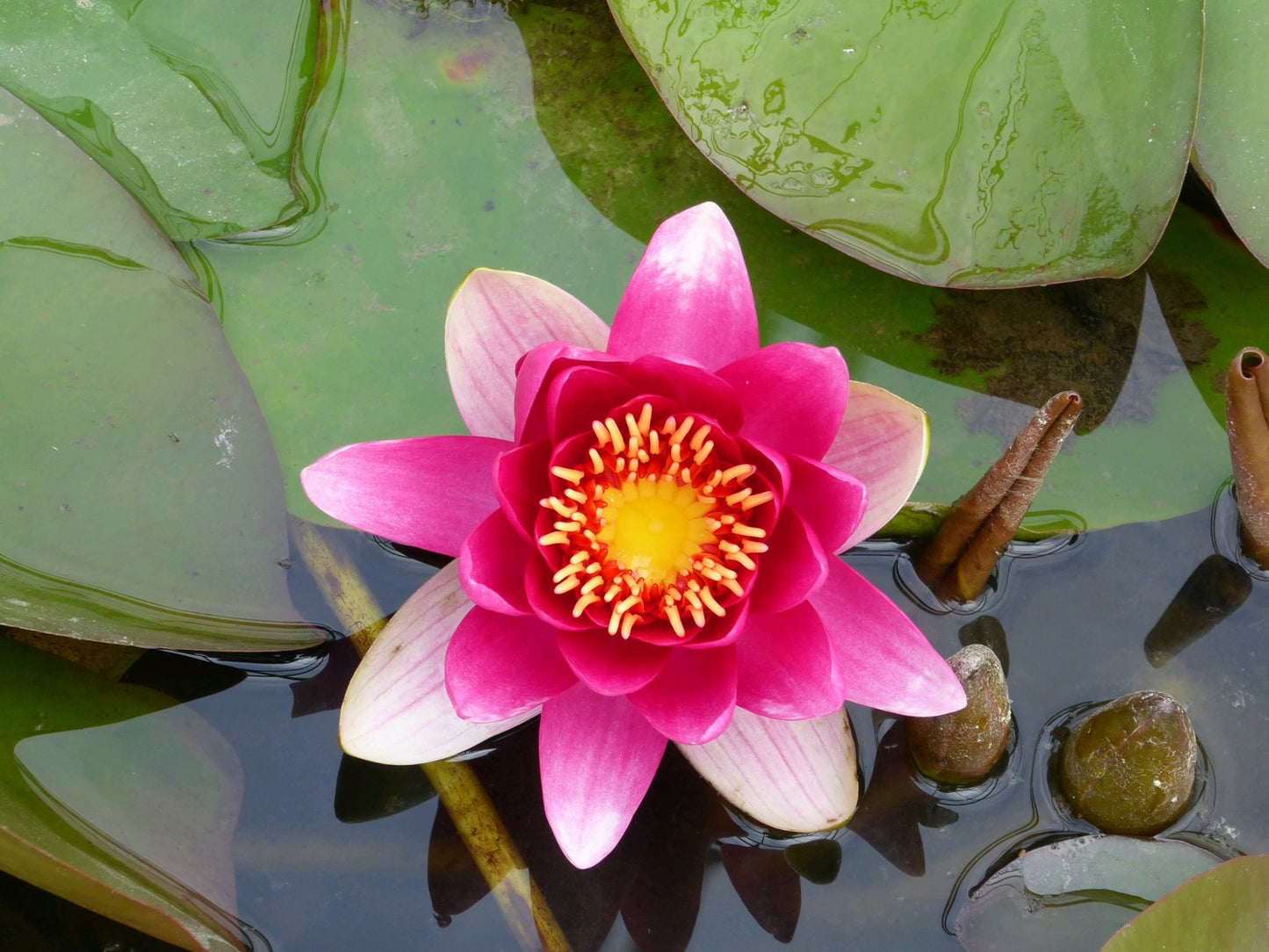 Nymphaea James Brydon Water Lily