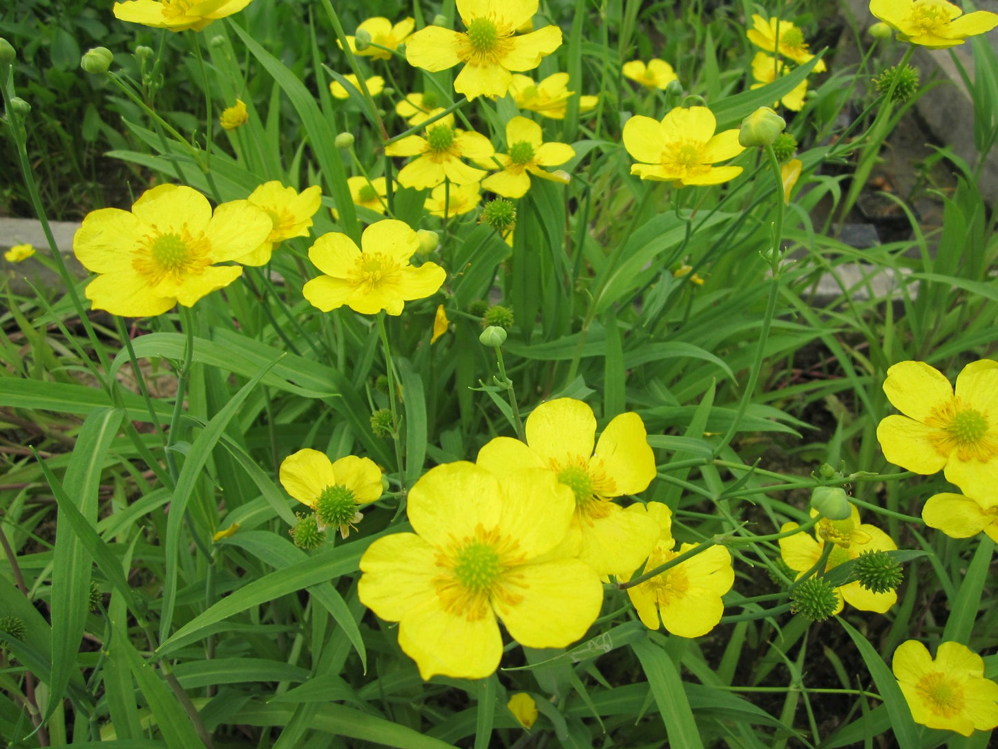 Ranunculus flammula