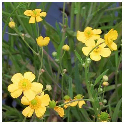 Ranunculus flammula