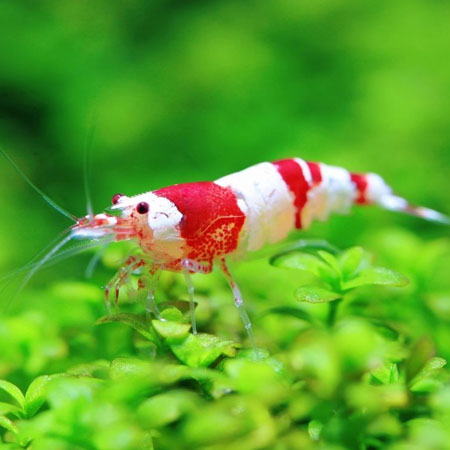 Red Crystal Shrimp