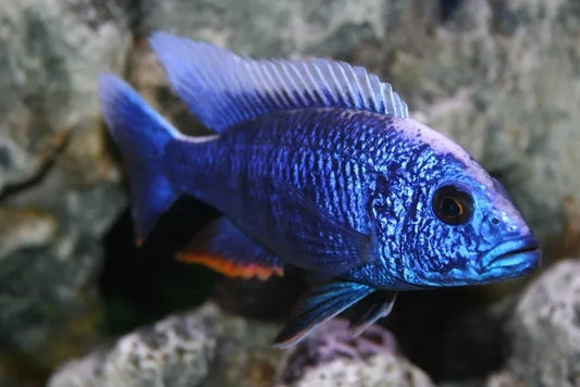 Aulonocara Peacock Blue