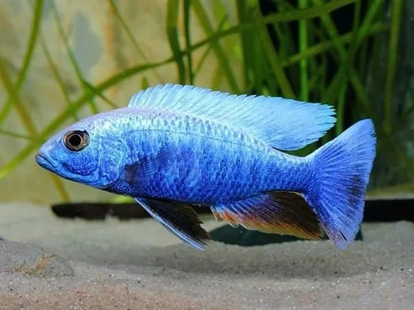 Electric Blue Cichlid